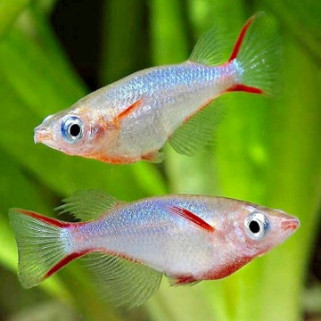 Medaka - Oryzia woworae lot de 5