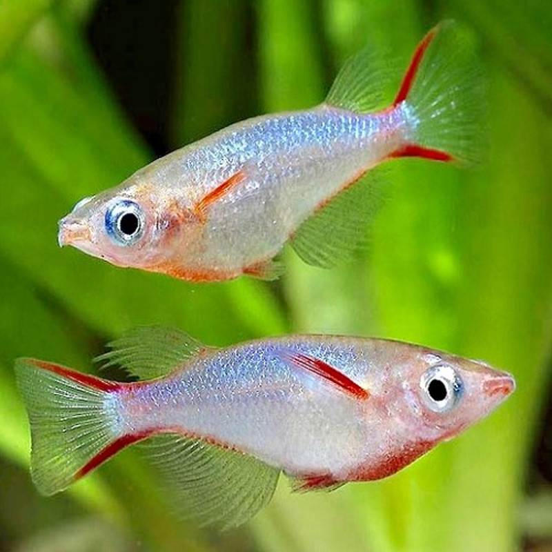 Medaka - Oryzia woworae lot de 5