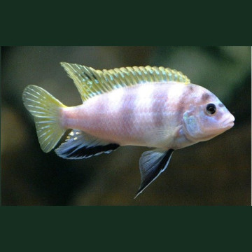 Labidochromis Perlmutt Mara Reef koppel 8-10cm