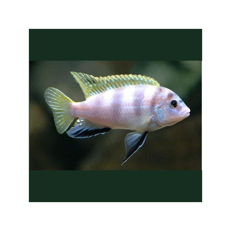 Labidochromis Perlmutt Mara Reef koppel 8-10cm