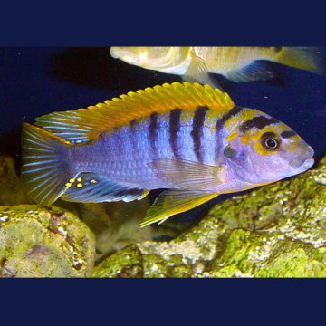 Labidochromis Hongi super red top 8-10 cm koppel
