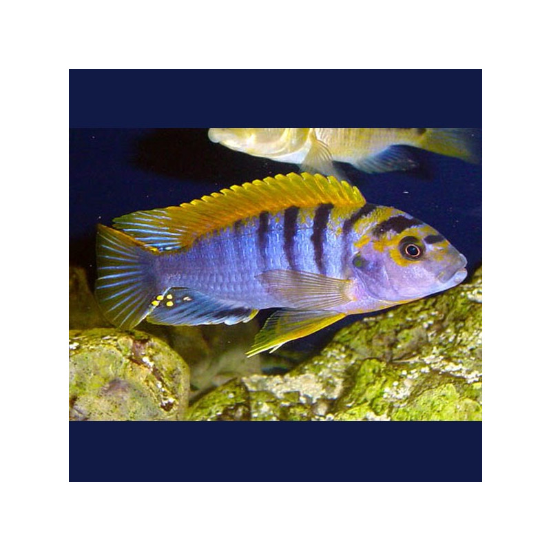 Labidochromis Hongi super red top 8-10 cm koppel