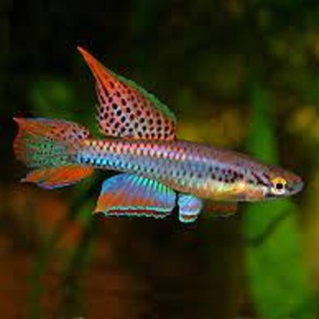 Aphyosemion bivittatum lagos 5-6cm per koppel