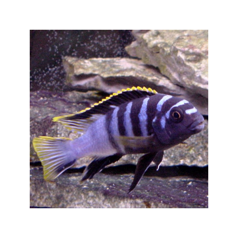 Labidochromis RedTop Mbamba Bay 5-6 cm Labidochromis RedTop Mbamba Bay 5-6 cm
