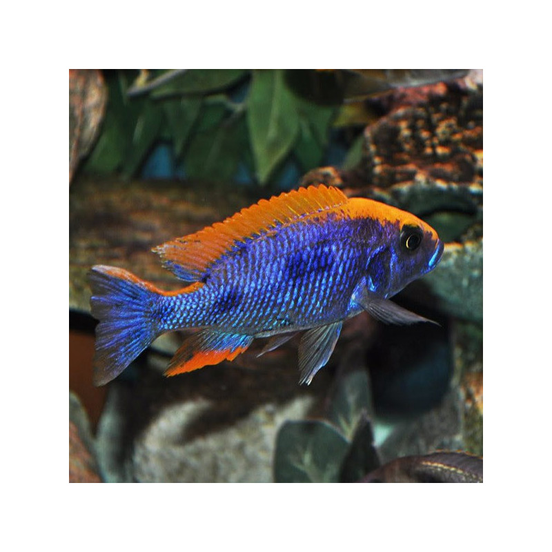 Aristochromis lombardoi Zimbawe - Otopharynx lithobates 10-12cm koppel