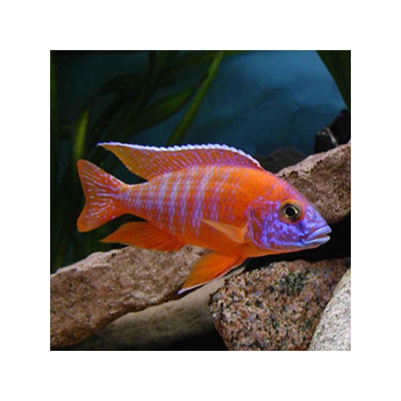 Aulonocara Nyassae Orange le couple 8-9 cm