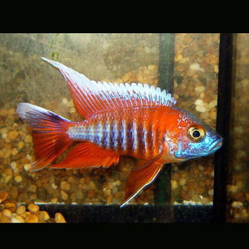 Aulonocara jacobfreibergi eureka koppel 10-12 cm