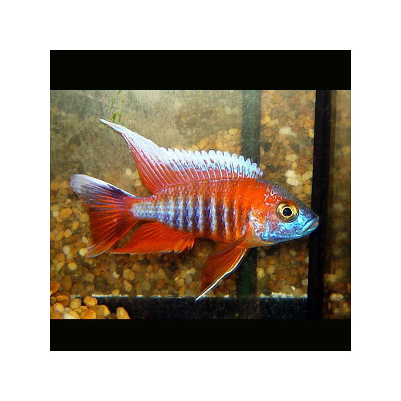 Aulonocara jacobfreibergi eureka koppel 10-12 cm