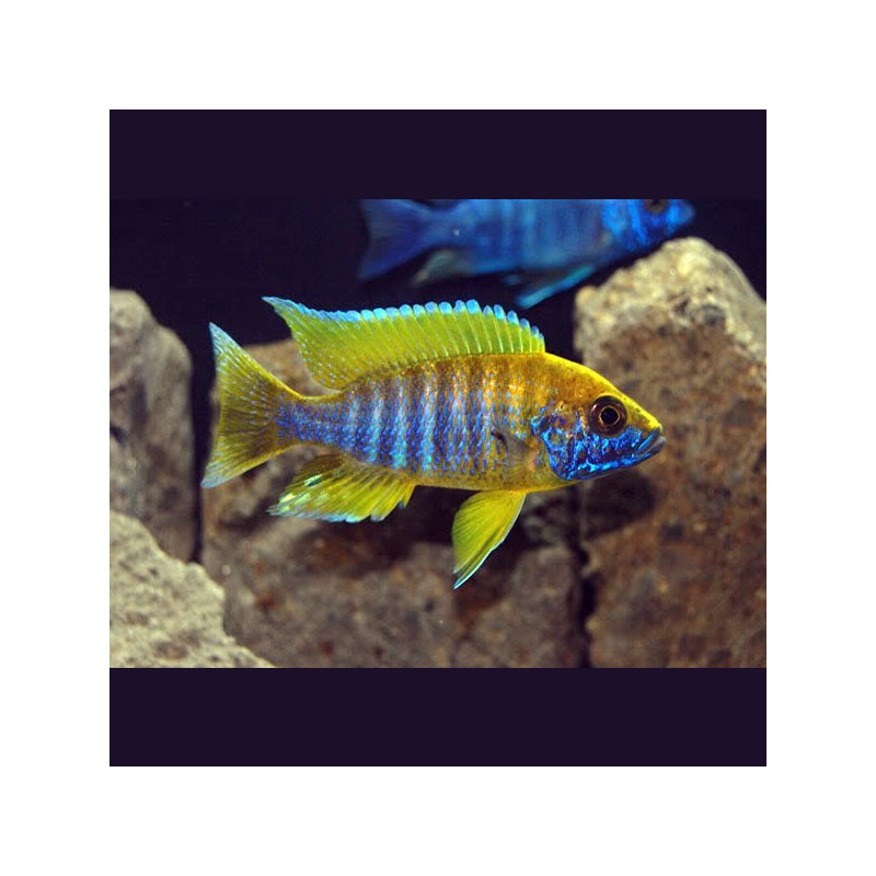 Aulonocara Mamelela 10-12 cm le couple