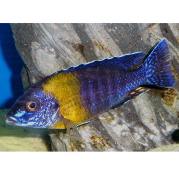 Aulonocara stuartgranti Maulana koppel 10-12 cm