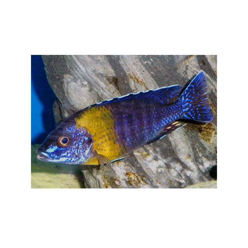 Aulonocara stuartgranti Maulana koppel 10-12 cm