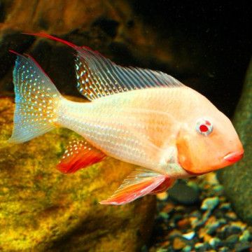 Acarichthys Heckelii - Acara de Heckel albinos 4-5 cm