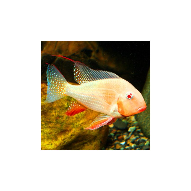 Acarichthys Heckelii - Acara de Heckel albinos 4-5 cm