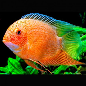Heros severum red spotted 8-10  cm