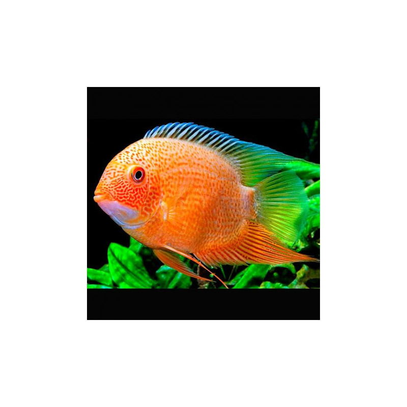 Heros severum red spotted 10-12cm SUPERBE Heros severum red spotted 10-12cm SUPERBE
