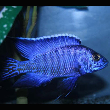 Aulonocara Nyassae blauw koppel 10-12cm 