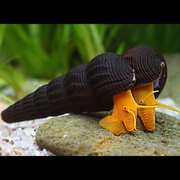 Gele/oranje hazenslak – Tylomelania sp. 4-5 cm, per 3
