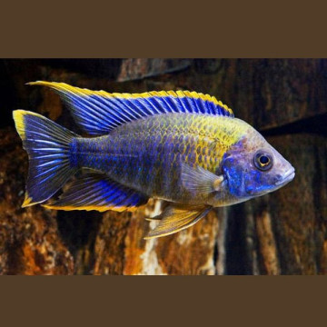 Aulonocara Sp Lwanda Hai reef koppel 10-12 cm