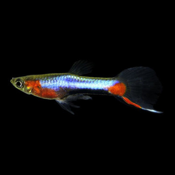 Guppy endler santamaria per koppel
