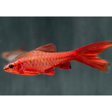 Barbus titteya voilés