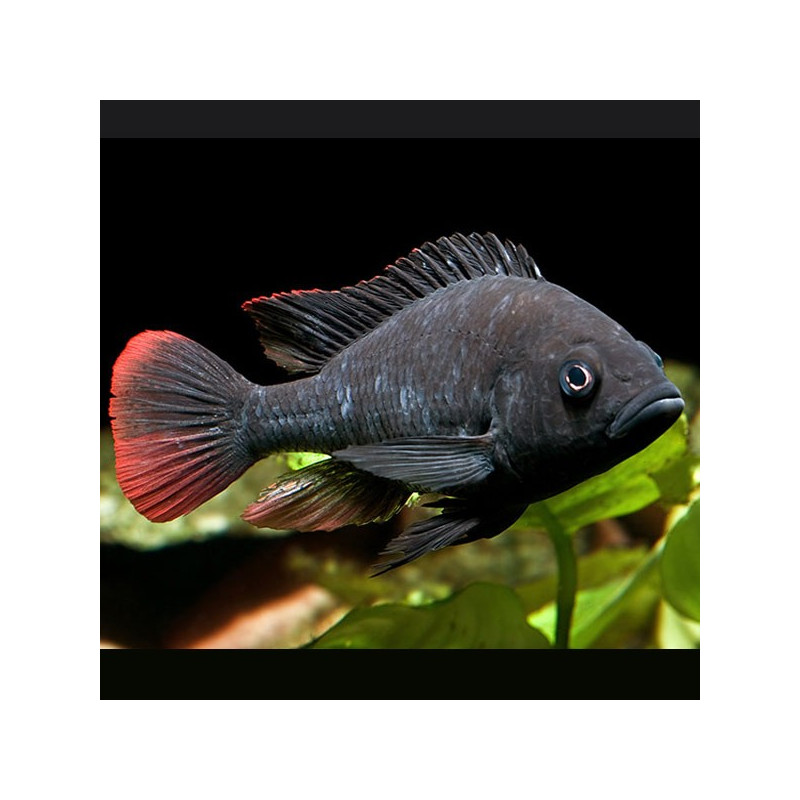 Haplochromis nubilus - Astatotilapia Nubila 4-6cm Haplochromis nubilus - Astatotilapia Nubila 4-6cm