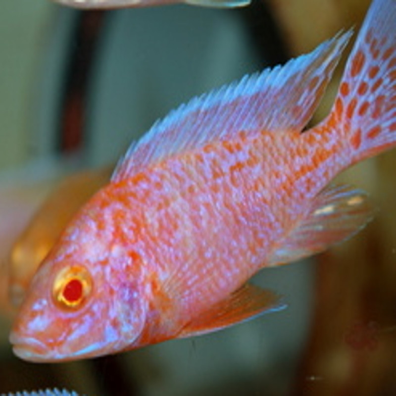 Aulonocara strawberry albinos 6-8cm koppel