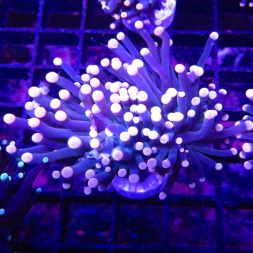 Bouture Euphyllia glabrescens pointes oranges (1 polype)