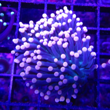 Bouture Euphyllia glabrescens pointes oranges (1 polype)