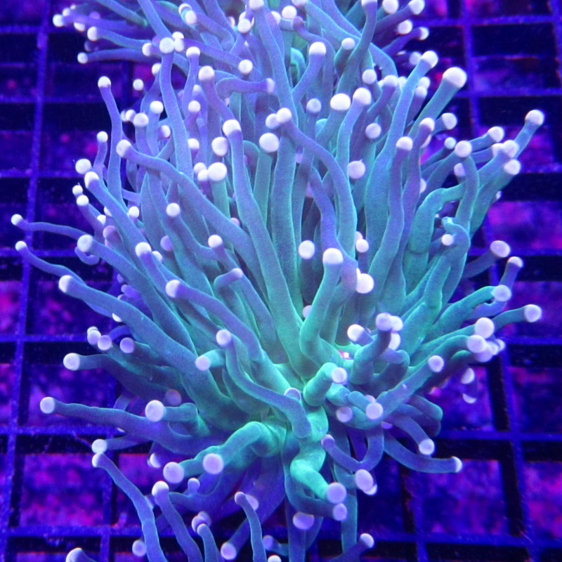 Bouture Euphyllia glabrescens vert pointes jaunes (1 polype)