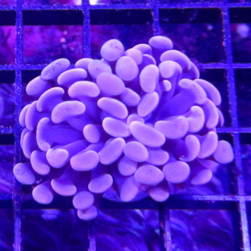 Bouture Euphyllia parancora orange (2 polypes)