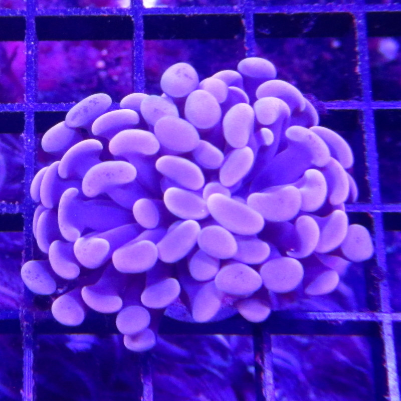 Bouture Euphyllia parancora orange (2 polypes)