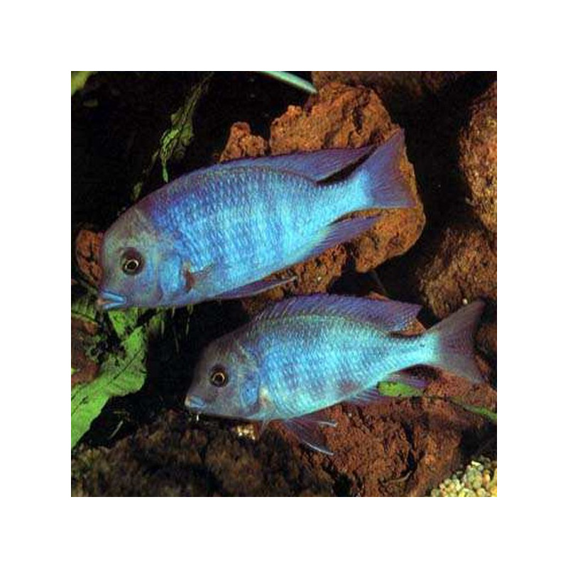 Cyrtocara Moorii le couple 12-15cm mâle uniquement Cyrtocara Moorii le couple 12-15cm mâle uniquement
