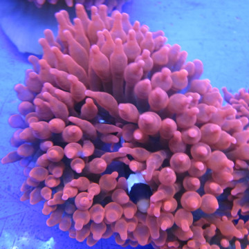 Entacmea quadricolor-anémone à tentacules rondes rouge  (5-8 cm deployée)