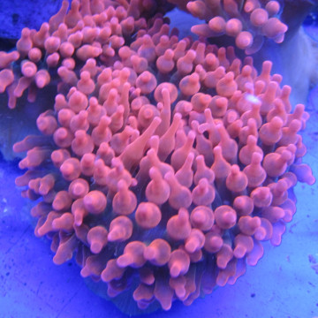 Entacmea quadricolor-anémone à tentacules rondes rouge  (5-8 cm deployée)