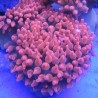 Entacmea quadricolor-anémone à tentacules rondes rouge  (5-8 cm deployée)