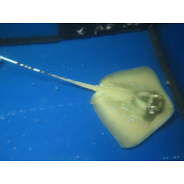 Chiloscyllium punctatum : oeuf de roussette