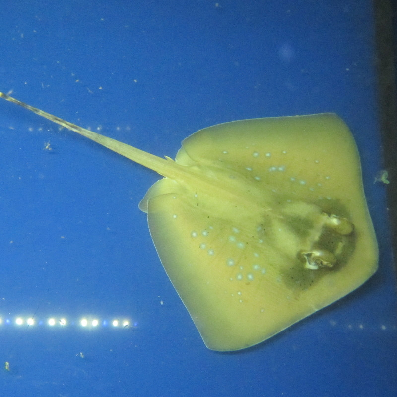 Chiloscyllium punctatum : oeuf de roussette
