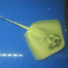Chiloscyllium punctatum : oeuf de roussette