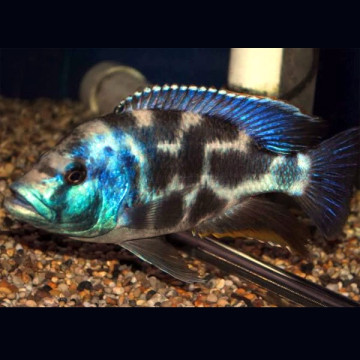 Hemichromis livingstonii - Nimbochromis Livingstonii 4-6cm