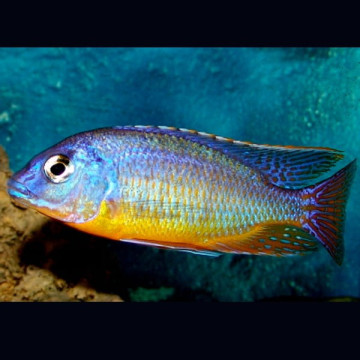 Haplochromis Protogelelas Taeniolatus Steveni Blauw Goud Het koppel 10-12cm