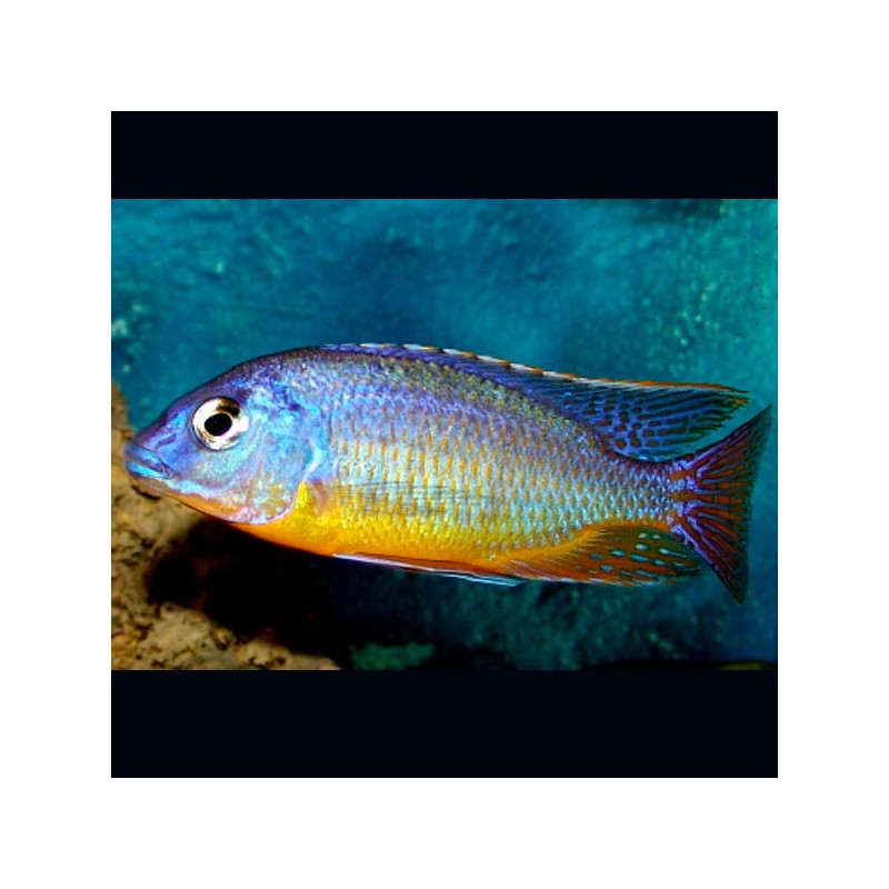 Haplochromis Protomelas Taeniolatus Steveni Blue Gold le couple 10-12cm