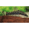 Otocinclus Cocama (sur commande) 2,5-3cm 19,50 €