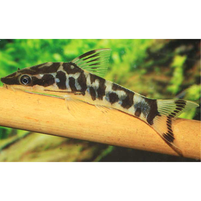 Otocinclus Cocama (sur commande) 2,5-3cm Otocinclus Cocama (sur commande) 2,5-3cm