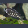 Tropheus Duboisi 3-4cm  12,50 €