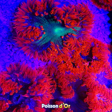 Phymanthus crucifer - epicystis crucifer rouge 3-4 cm