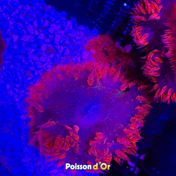 Phymanthus crucifer - epicystis crucifer rouge 3-4 cm