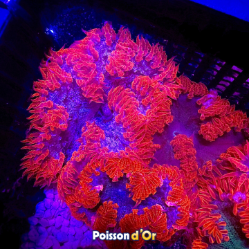 Phymanthus crucifer - epicystis crucifer rouge 3-4 cm