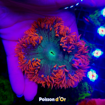 Phymanthus crucifer - epicystis crucifer rouge 3-4 cm