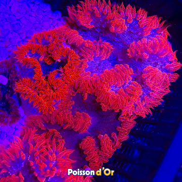 Phymanthus crucifer - epicystis crucifer rouge 3-4 cm