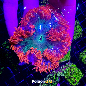 Phymanthus crucifer - epicystis crucifer rouge 3-4 cm